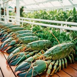 A greenhouse full of lobsters, FFF Cruises: Voyage 01 · FFF\CRS\045\007