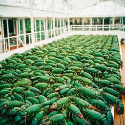 A greenhouse full of lobsters, FFF Cruises: Voyage 01 · FFF\CRS\045\021