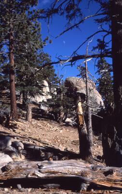 Olympus OM-1, Californian Road Trip · FFF\USA\OM\061