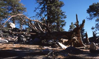 Olympus OM-1, Californian Road Trip · FFF\USA\OM\067