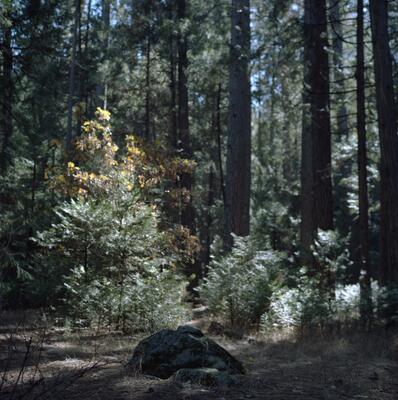 Rolleiflex 2.8F, Californian Road Trip · FFF\USA\RF\022
