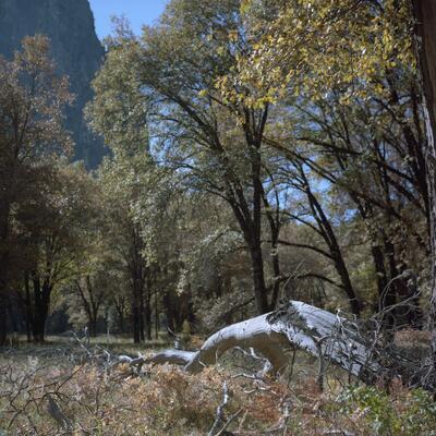 Rolleiflex 2.8F, Californian Road Trip · FFF\USA\RF\028