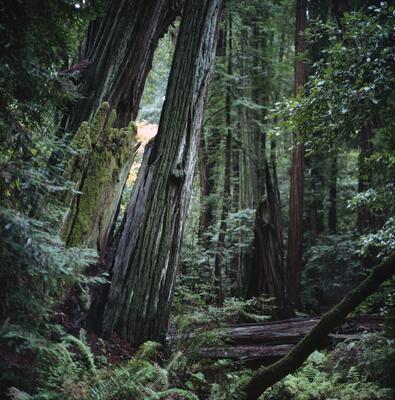 Rolleiflex 2.8F, Californian Road Trip · FFF\USA\RF\099