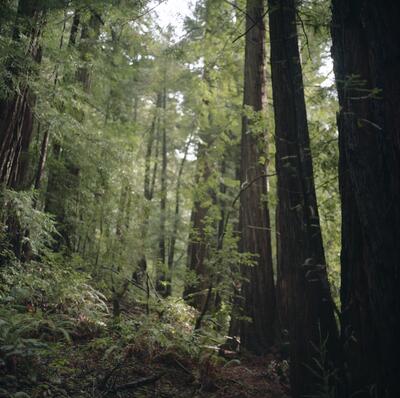 Rolleiflex 2.8F, Californian Road Trip · FFF\USA\RF\101
