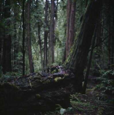 Rolleiflex 2.8F, Californian Road Trip · FFF\USA\RF\103