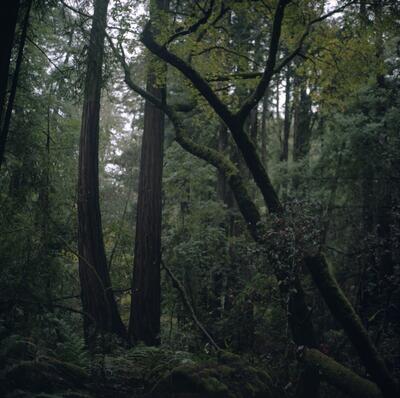 Rolleiflex 2.8F, Californian Road Trip · FFF\USA\RF\104