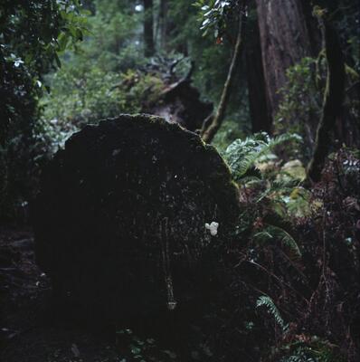 Rolleiflex 2.8F, Californian Road Trip · FFF\USA\RF\108