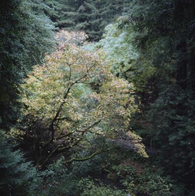 Rolleiflex 2.8F, Californian Road Trip · FFF\USA\RF\109