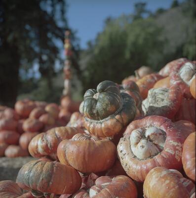 Rolleiflex 2.8F, Californian Road Trip · FFF\USA\RF\128