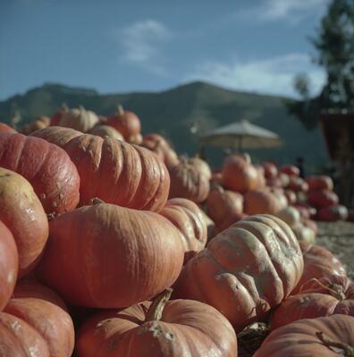 Rolleiflex 2.8F, Californian Road Trip · FFF\USA\RF\129